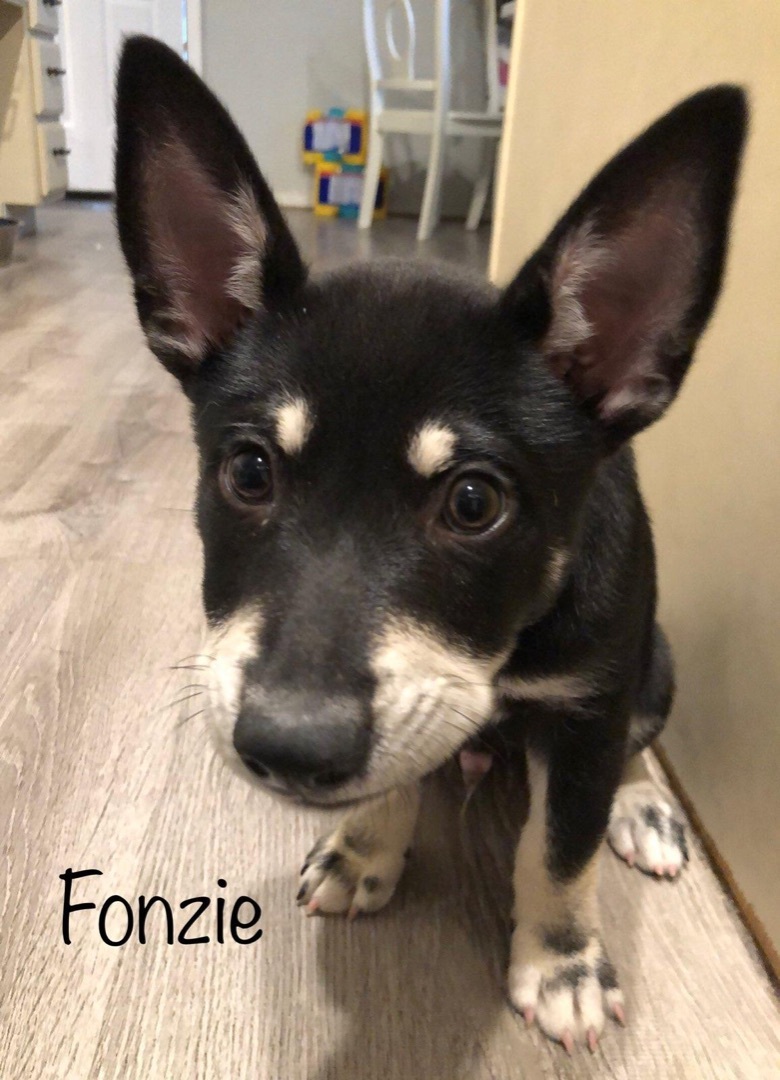 Fonzie