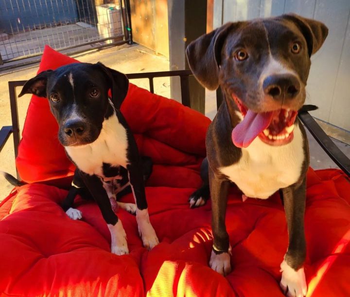 Nova, an adopted Pit Bull Terrier Mix in Phoenix, AZ_image-6