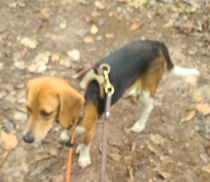 Cooper, an adoptable Beagle in La Plata, MD_image-3