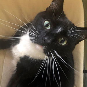 Tux, an adoptable Tuxedo, Domestic Short Hair in Garner, NC, 27529 | Photo Image 1