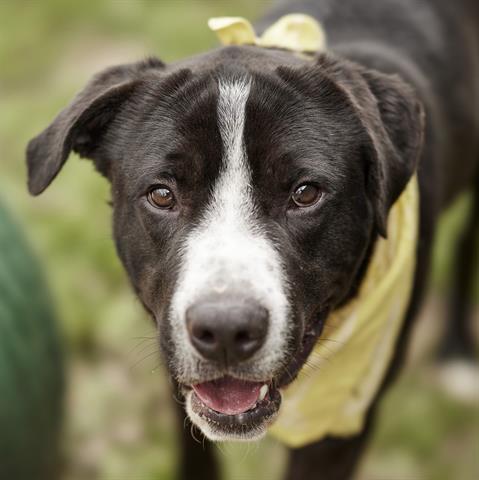 DOMINO, an adoptable Labrador Retriever, Mixed Breed in Rosenberg, TX, 77471 | Photo Image 1