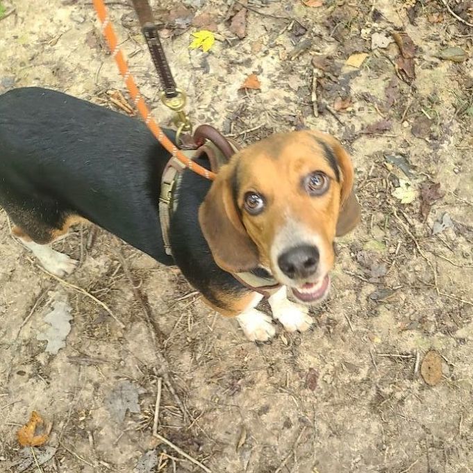 Duke, an adopted Beagle in La Plata, MD_image-2