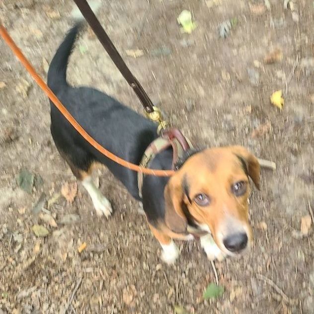 Duke, an adoptable Beagle in La Plata, MD_image-3