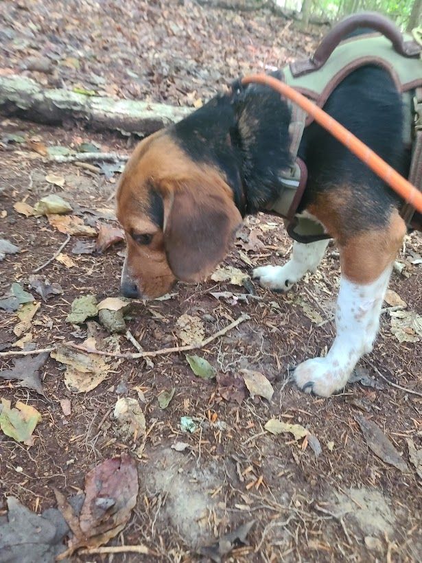 Duke, an adopted Beagle in La Plata, MD_image-6