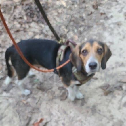 Rachel, an adopted Beagle in La Plata, MD_image-2