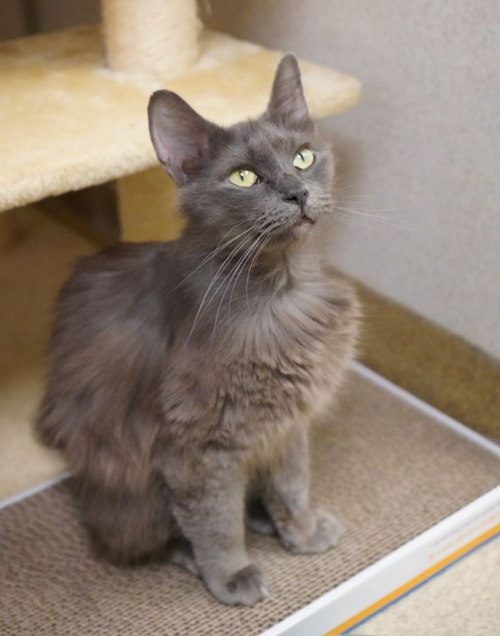 Marissa, an adopted Domestic Medium Hair in Naperville, IL_image-5