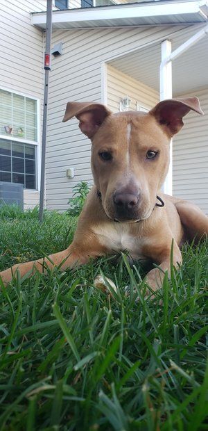 Kane, an adoptable Pit Bull Terrier in Minneapolis, MN, 55430 | Photo Image 2