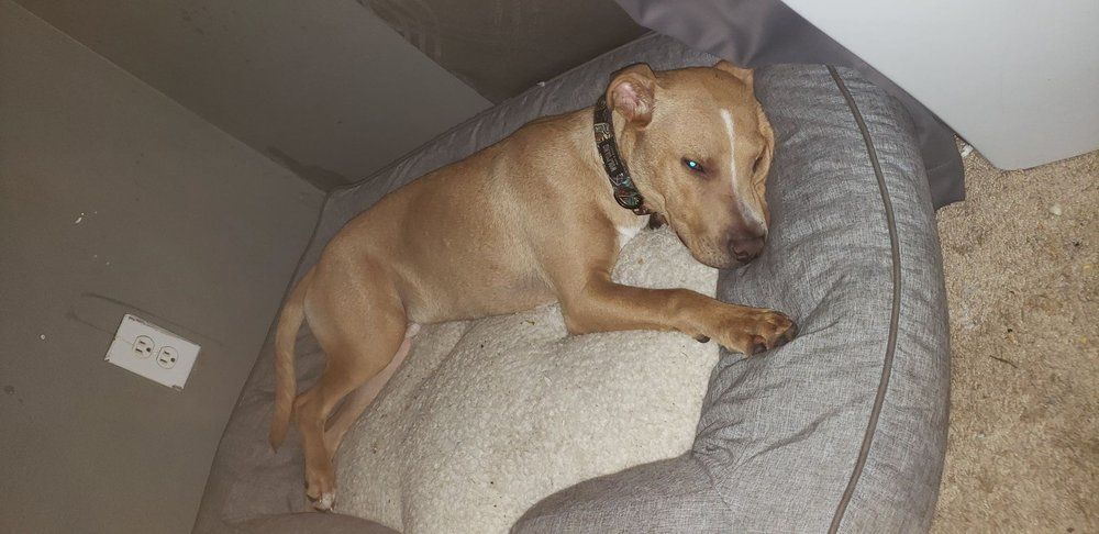 Kane, an adoptable Pit Bull Terrier in Minneapolis, MN, 55430 | Photo Image 4