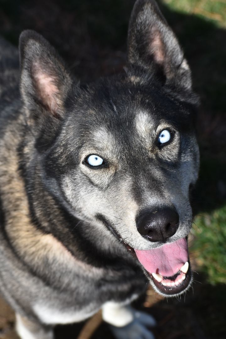 Aylah, an adoptable Husky in Quincy, WA, 98848 | Photo Image 1