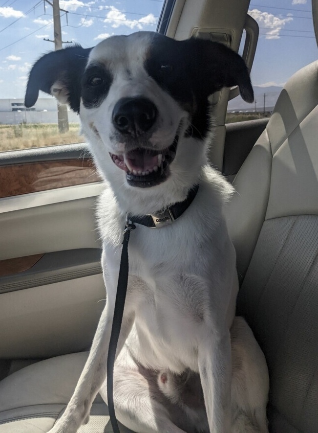 Bruno, an adoptable Pointer, Mixed Breed in Herriman, UT, 84096 | Photo Image 1