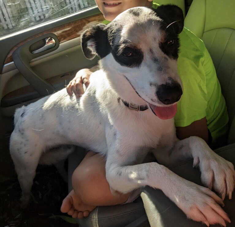 Bruno, an adoptable Pointer, Mixed Breed in Herriman, UT, 84096 | Photo Image 3