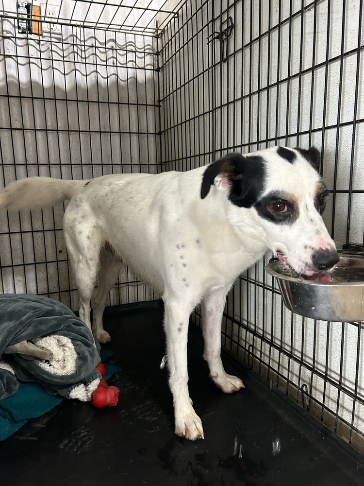 Bruno, an adoptable Pointer, Mixed Breed in Herriman, UT, 84096 | Photo Image 4