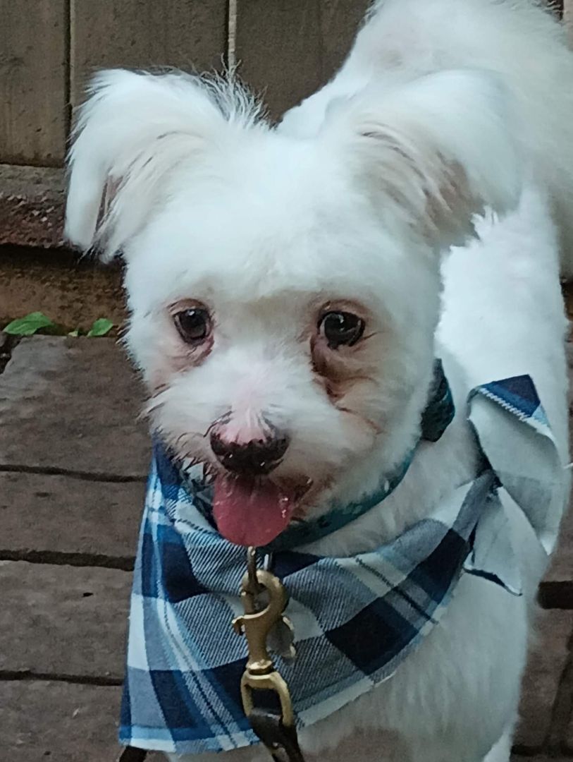 Teddy, an adorable fluffball, an adoptable Mixed Breed in Lucknow, ON, N0G 2H0 | Photo Image 2