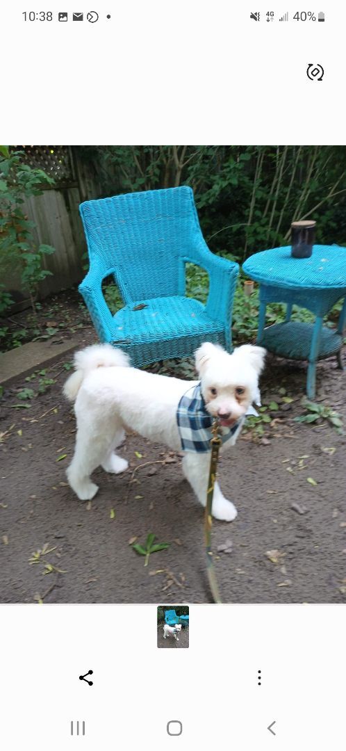 Teddy, an adorable fluffball, an adoptable Mixed Breed in Lucknow, ON, N0G 2H0 | Photo Image 3