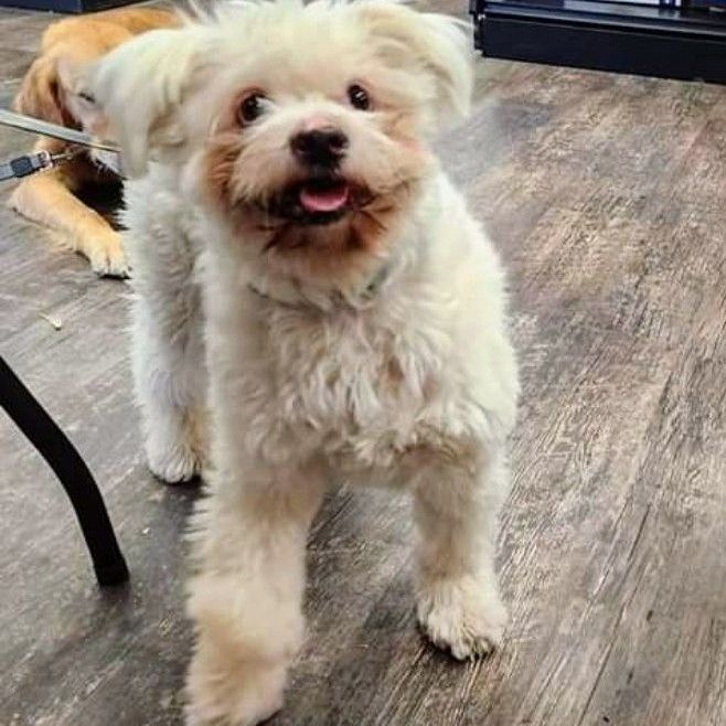 Teddy, an adorable fluffball, an adoptable Mixed Breed in Lucknow, ON, N0G 2H0 | Photo Image 1