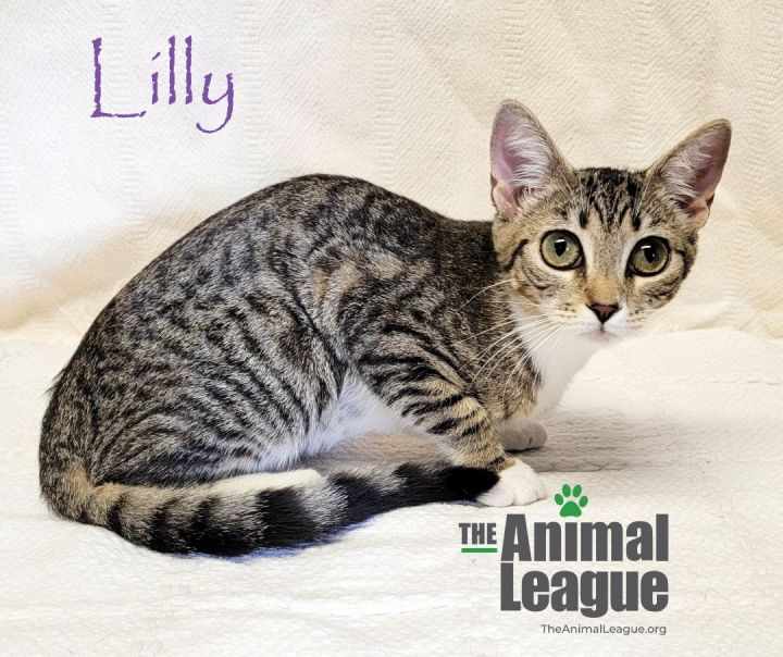 Lilly, an adoptable Domestic Short Hair Mix in Clermont, FL_image-2