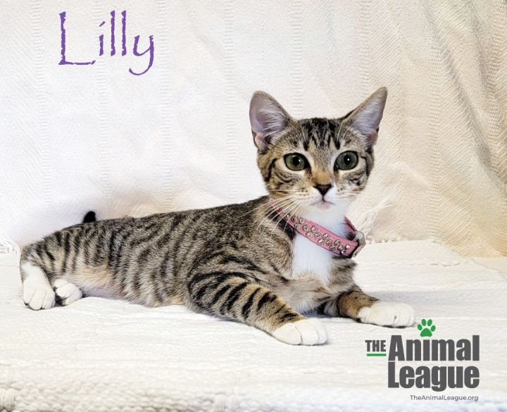 Lilly 4