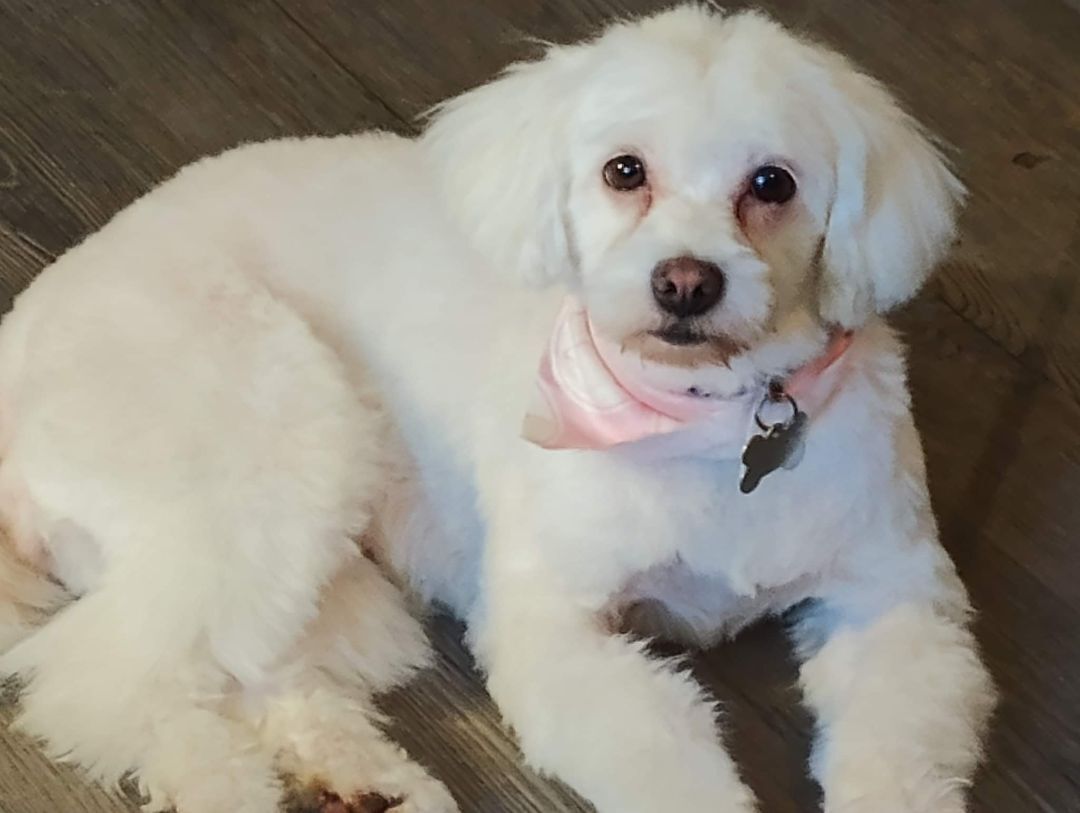 Ally, an adoptable Maltese in Lucknow, ON, N0G 2H0 | Photo Image 2