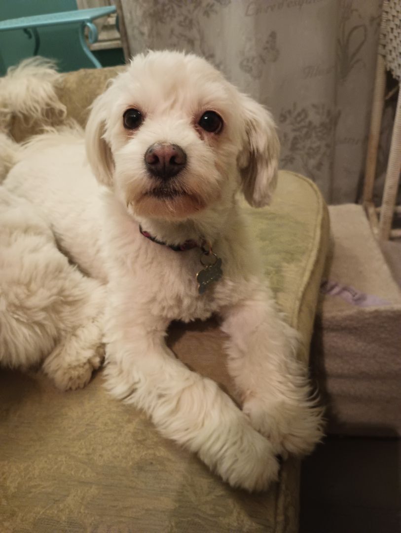 Ally, an adoptable Maltese in Lucknow, ON, N0G 2H0 | Photo Image 3