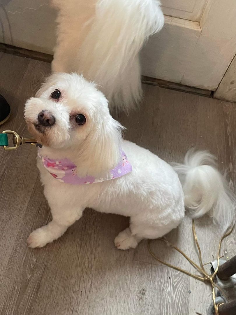 Ally, an adoptable Maltese in Lucknow, ON, N0G 2H0 | Photo Image 1