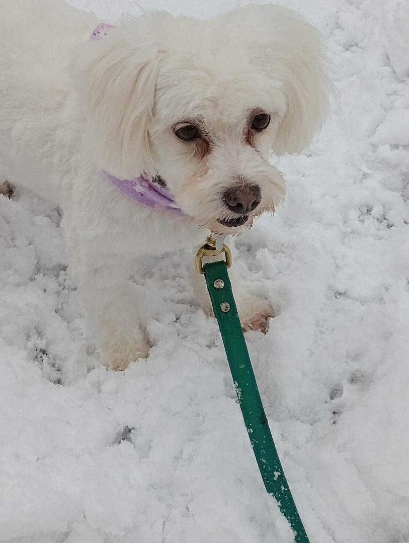 Ally, an adoptable Maltese in Lucknow, ON, N0G 2H0 | Photo Image 4