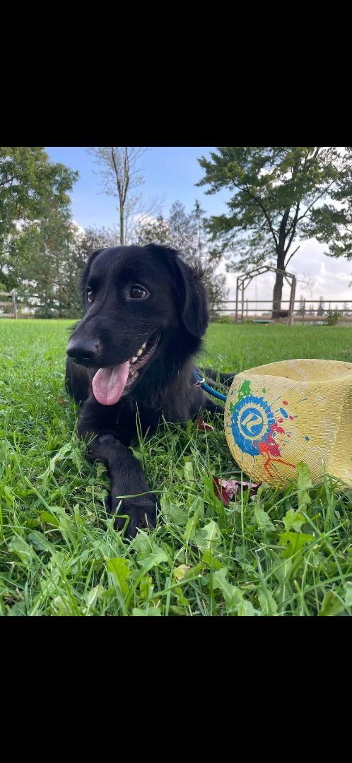 Lee,  fostered near Sarnia, an adoptable Flat-Coated Retriever in Lucknow, ON, N0G 2H0 | Photo Image 2
