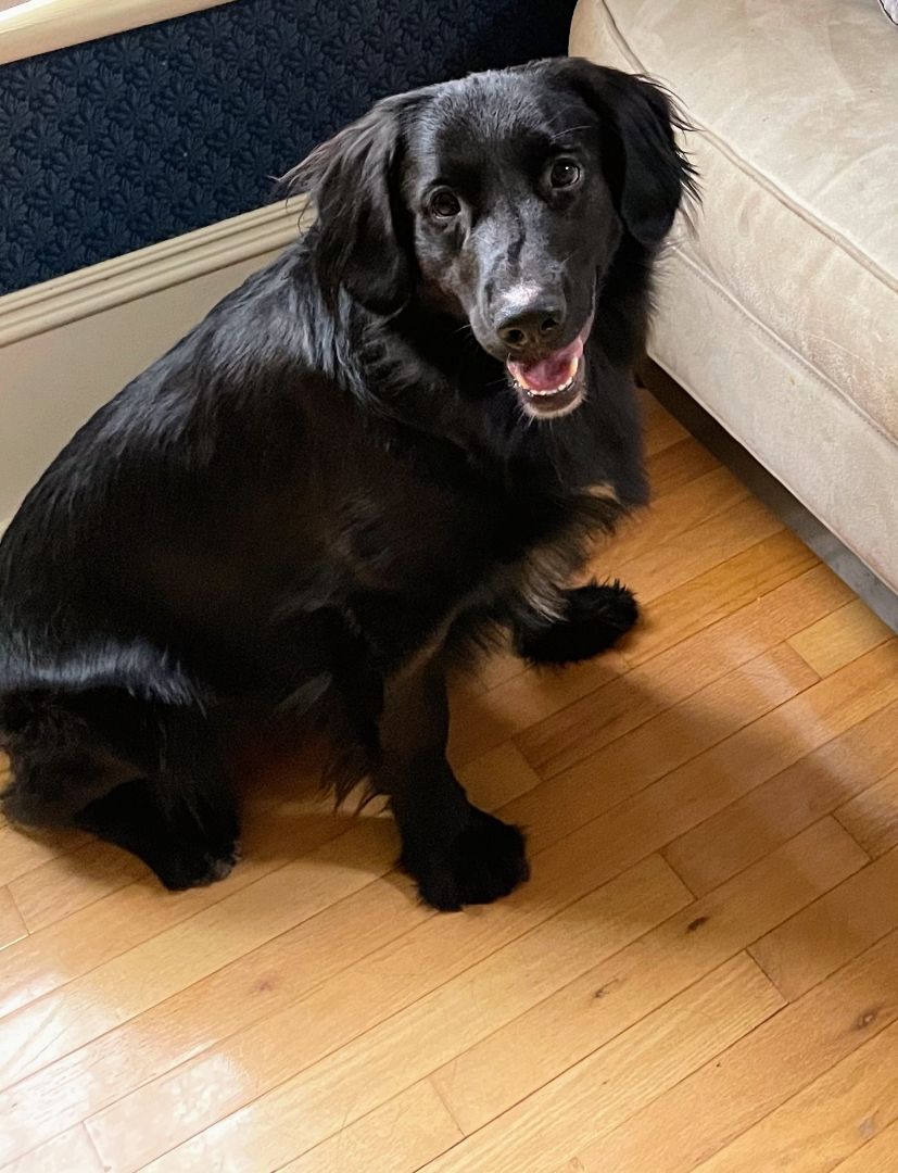 Lee,  fostered near Sarnia, an adoptable Flat-Coated Retriever in Lucknow, ON, N0G 2H0 | Photo Image 3
