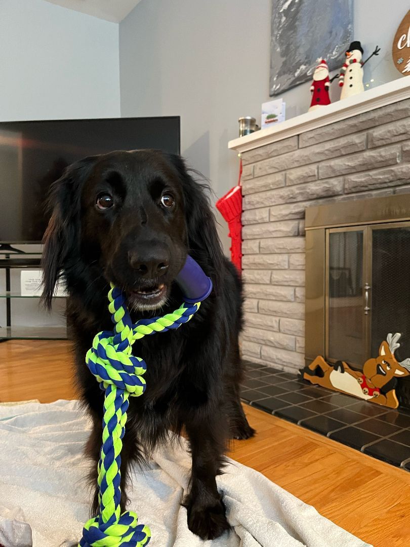 Lee,  fostered near Sarnia, an adoptable Flat-Coated Retriever in Lucknow, ON, N0G 2H0 | Photo Image 1