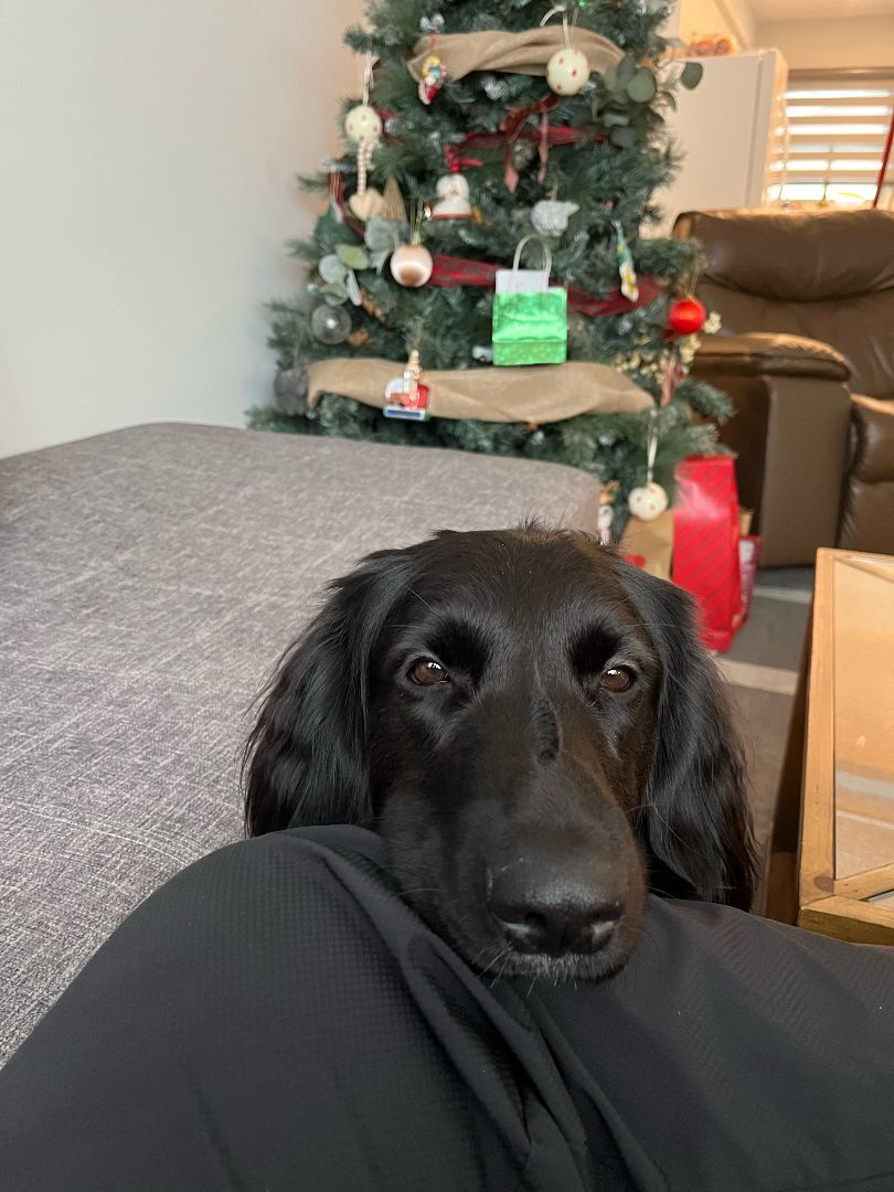 Lee,  fostered near Sarnia, an adoptable Flat-Coated Retriever in Lucknow, ON, N0G 2H0 | Photo Image 4