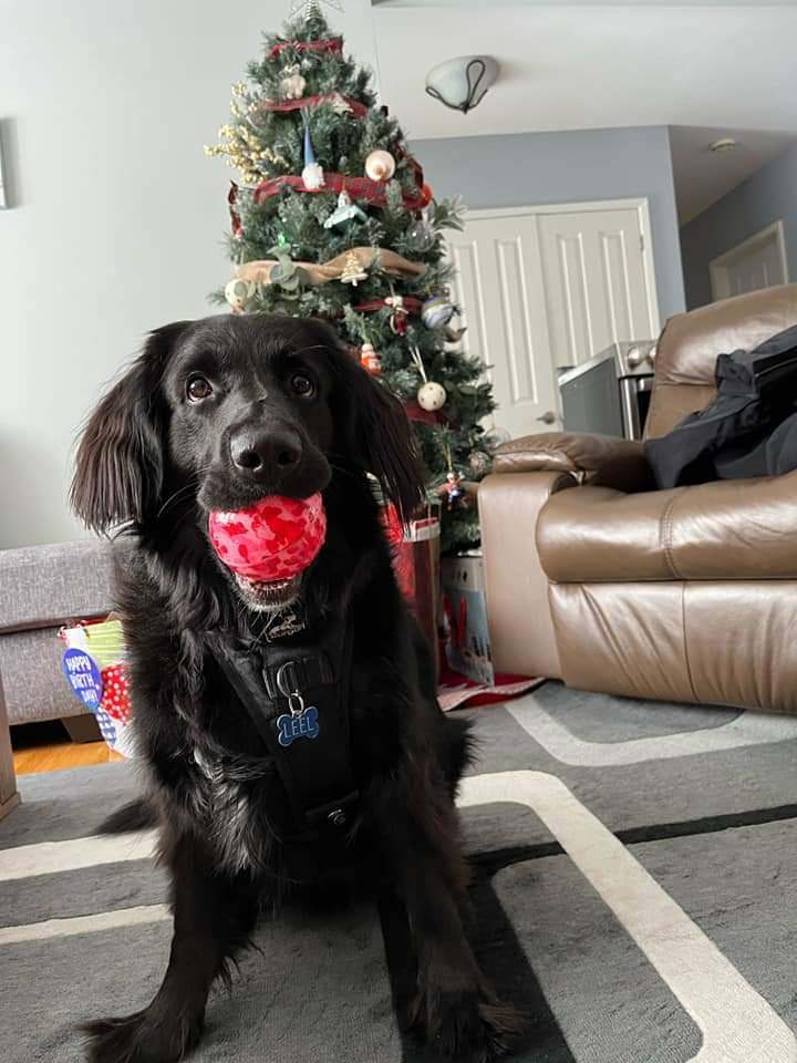 Lee,  fostered near Sarnia, an adoptable Flat-Coated Retriever in Lucknow, ON, N0G 2H0 | Photo Image 5