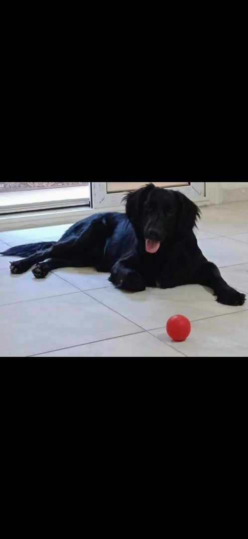 Lee,  fostered near Sarnia, an adoptable Flat-Coated Retriever in Lucknow, ON, N0G 2H0 | Photo Image 6