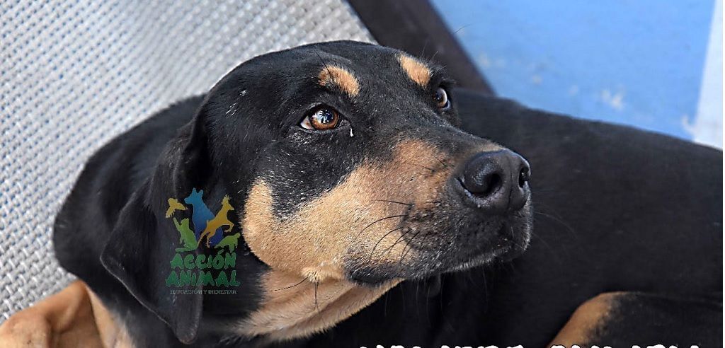 Olympia, an adoptable Doberman Pinscher in Pointe-Claire, QC, H9S 5V1 | Photo Image 4