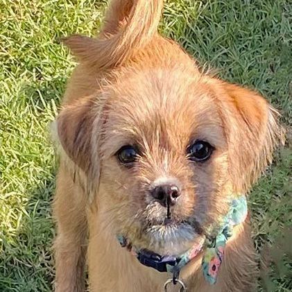Mattie, an adopted Cairn Terrier Mix in Oklahoma City, OK_image-1
