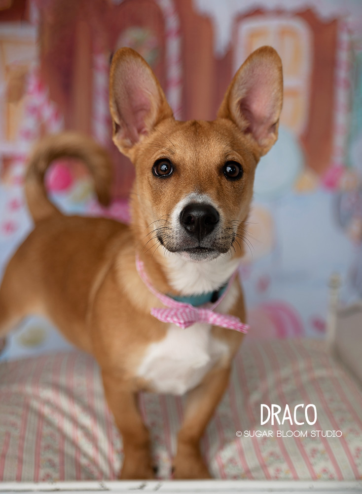 Draco