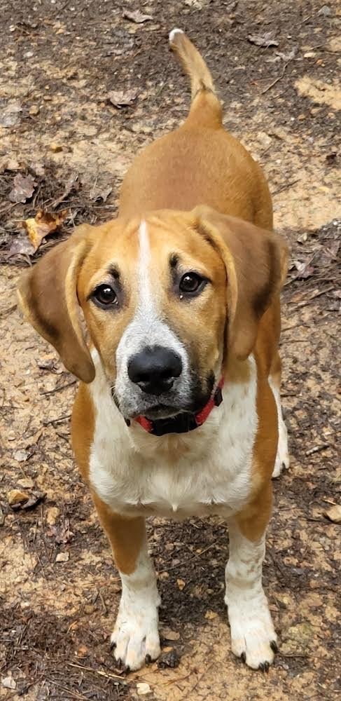 homeward bound pet rescue ellijay ga