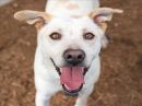 HYDE's profile on Petfinder.com