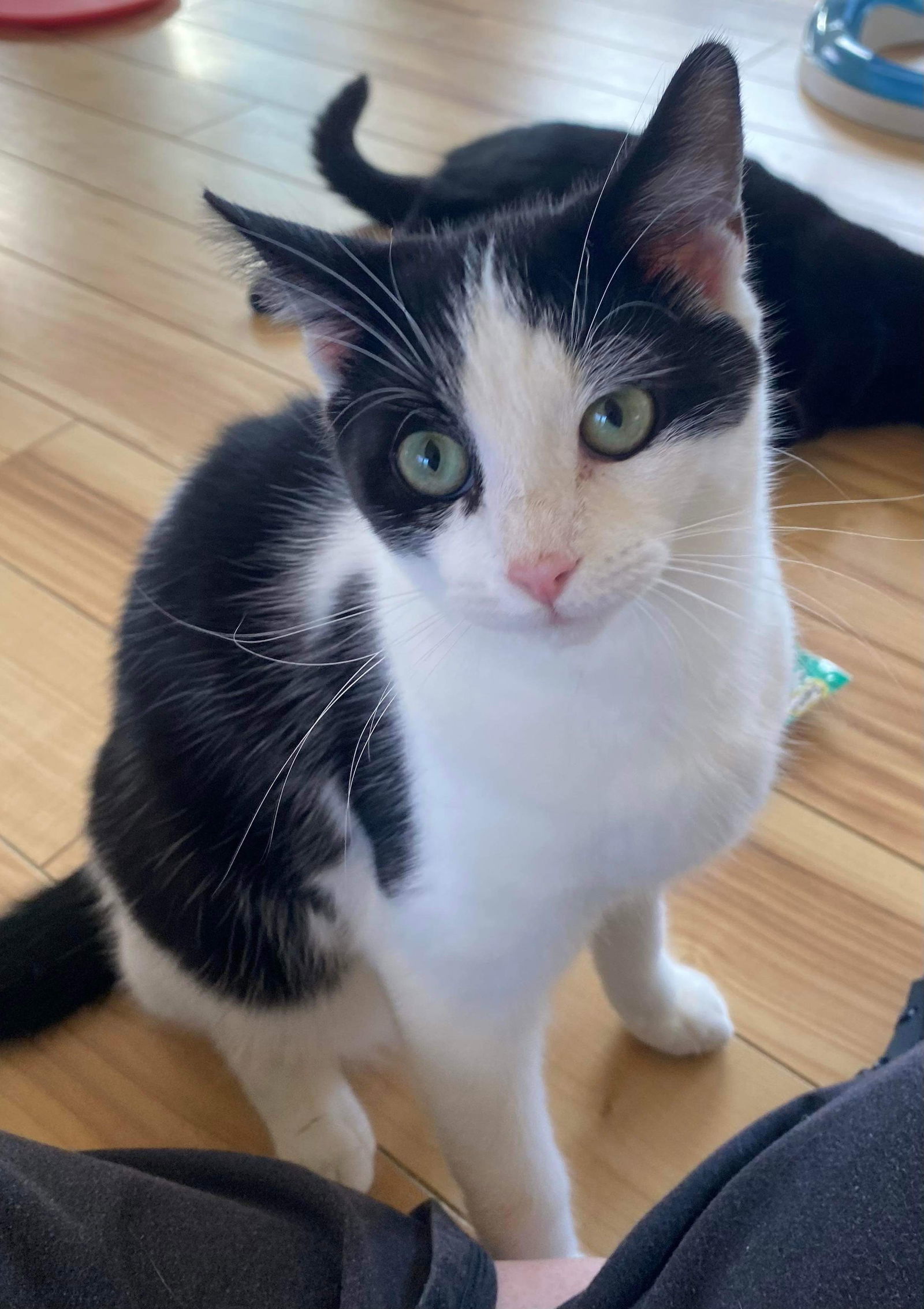 Sucre, an adoptable Domestic Short Hair in Oakboro , NC, 28129 | Photo Image 1