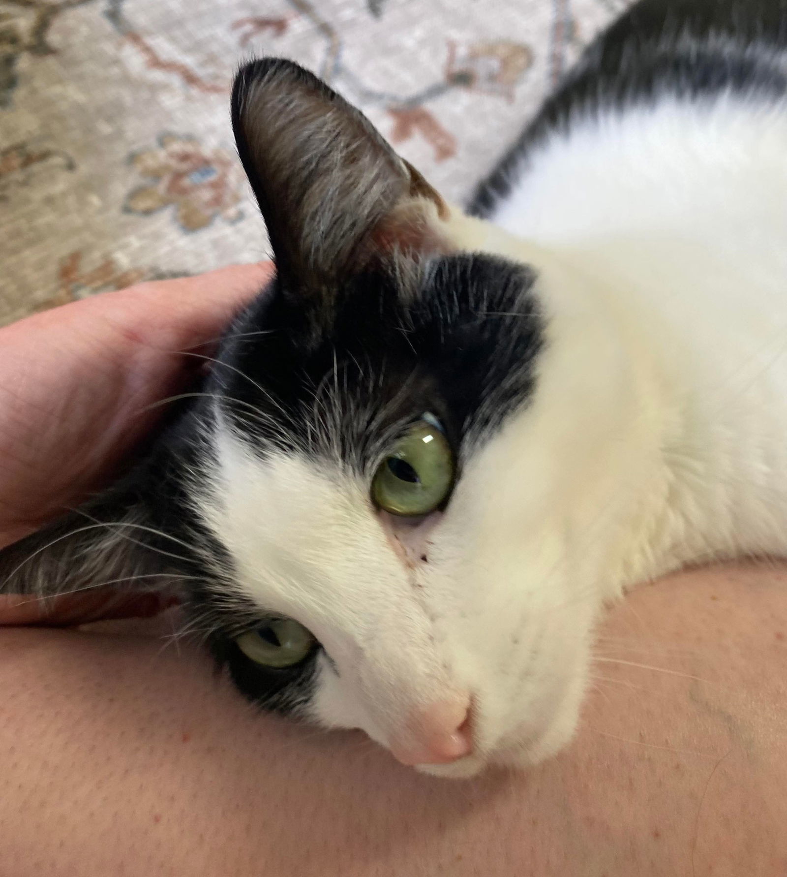 Kip, an adoptable Domestic Short Hair in Oakboro , NC, 28129 | Photo Image 1