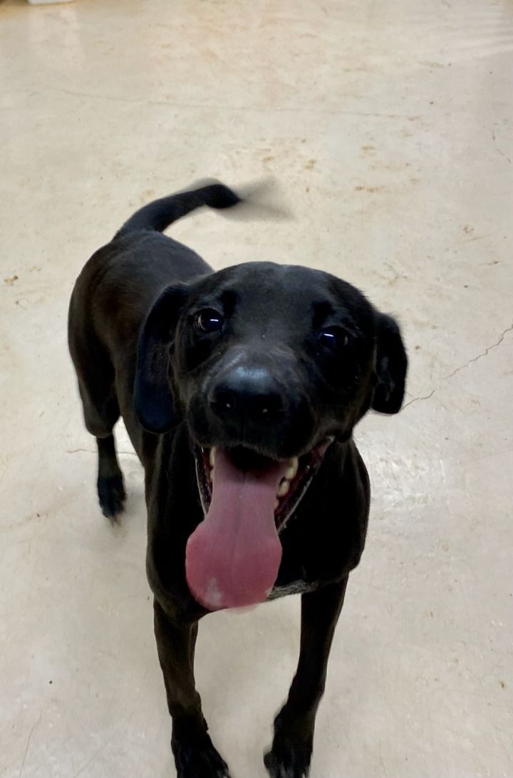 Dog for adoption Buddy, a Black Labrador Retriever Mix in