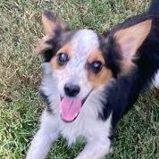 Chip (A Toy Aussie)