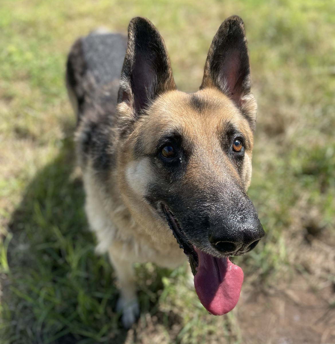 Cooper the GSD