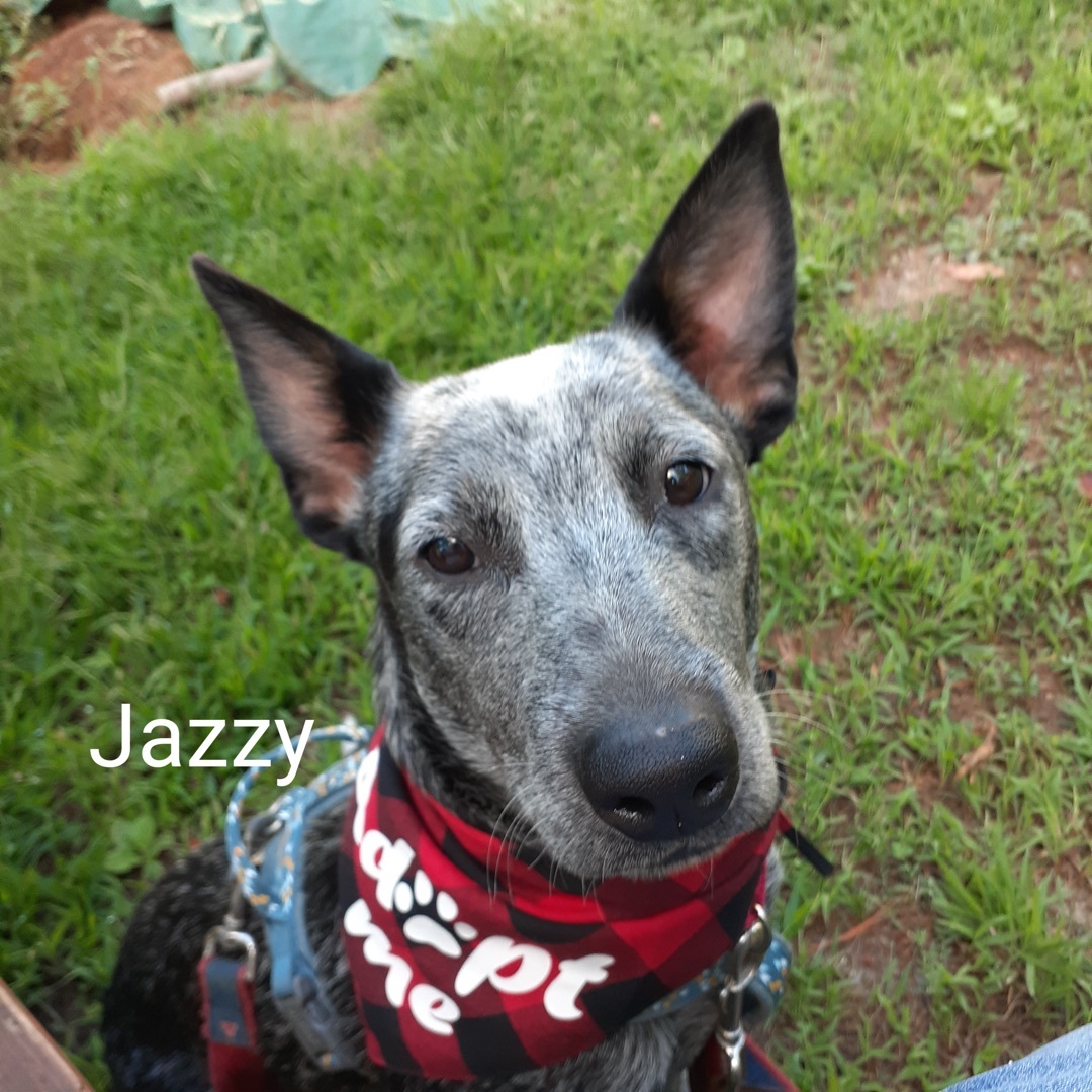 Jazzie