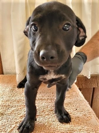 Lab and store retriever mix puppies