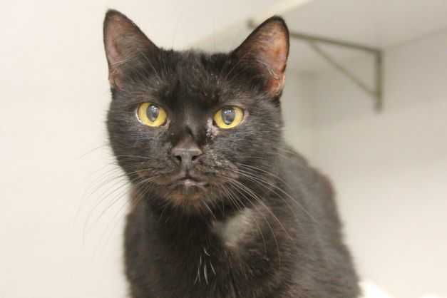 JR, an adoptable Domestic Short Hair in Tucson, AZ, 85745 | Photo Image 1