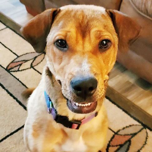 Nahla, an adoptable Labrador Retriever & Terrier Mix in Oklahoma City, OK_image-1
