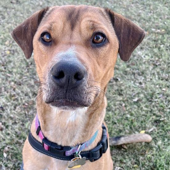 Nahla, an adoptable Labrador Retriever & Terrier Mix in Oklahoma City, OK_image-5