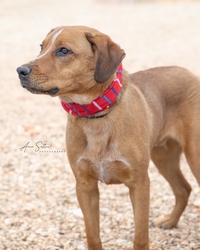 Archie, an adoptable Mixed Breed in Hot Springs, SD, 57747 | Photo Image 1