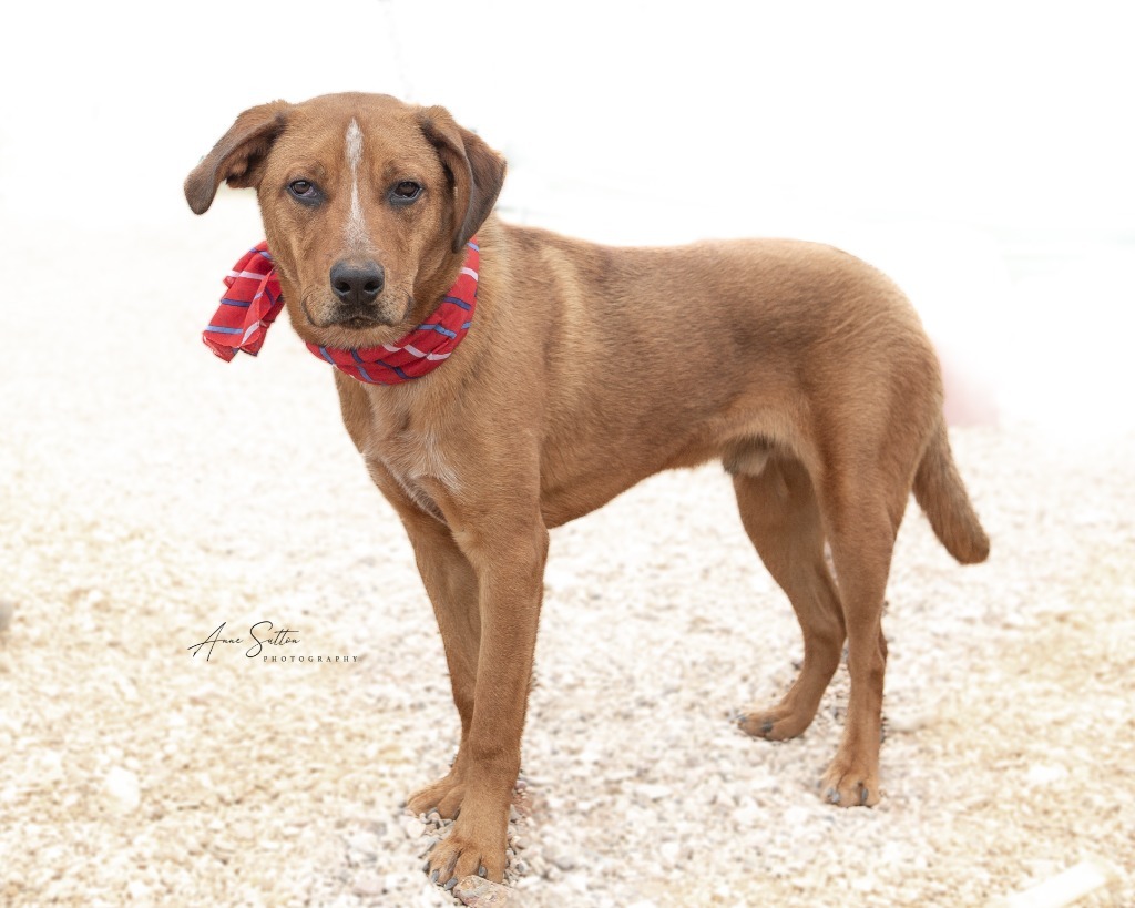 Archie, an adoptable Mixed Breed in Hot Springs, SD, 57747 | Photo Image 2