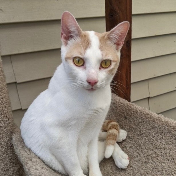 LOVE BUG II, an adoptable Domestic Short Hair in Battle Creek, MI, 49017 | Photo Image 2