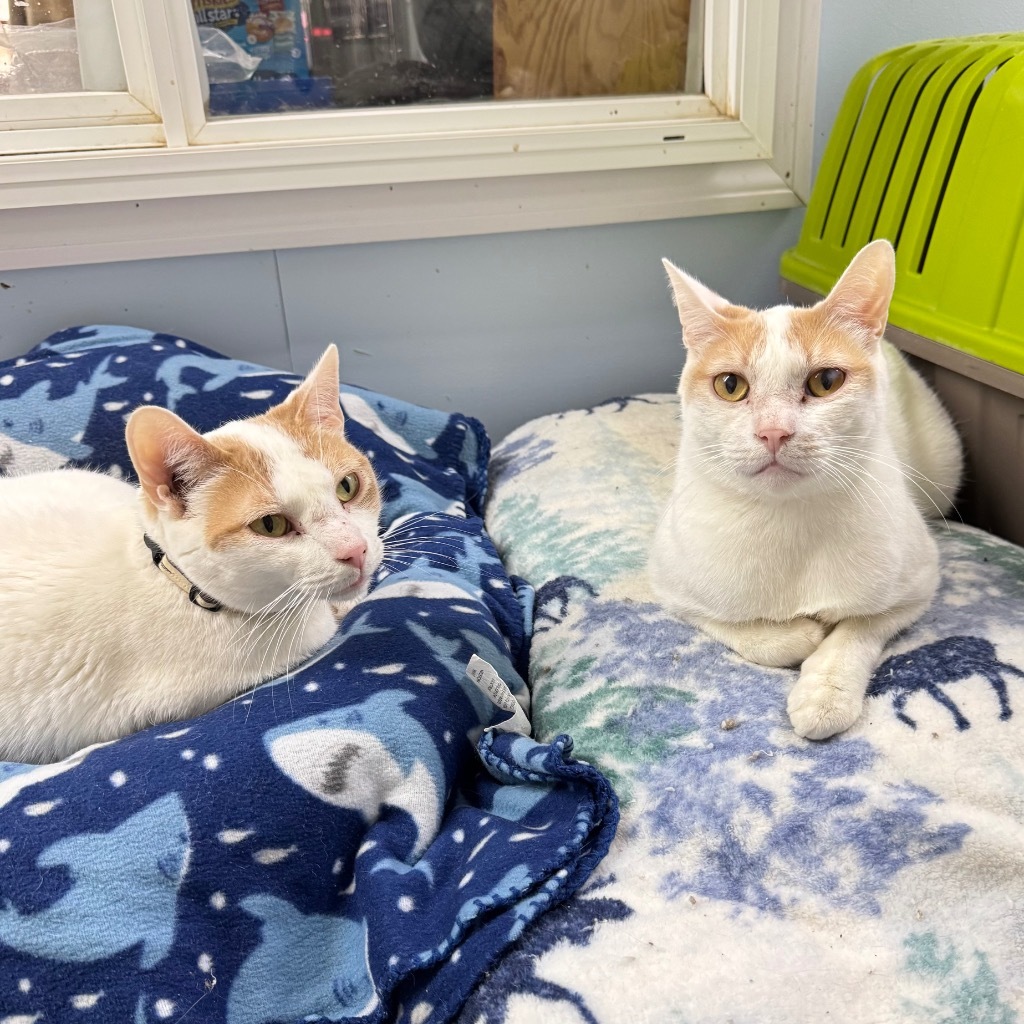 LOVE BUG II, an adoptable Domestic Short Hair in Battle Creek, MI, 49017 | Photo Image 3